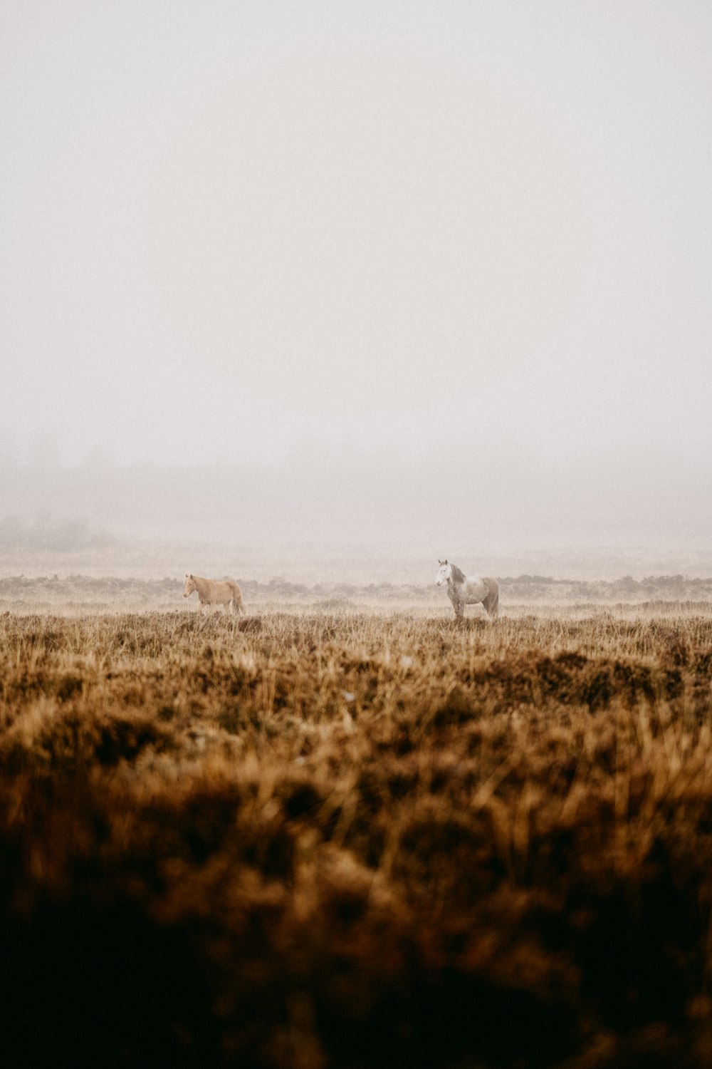 a couple of animals that are standing in the grass