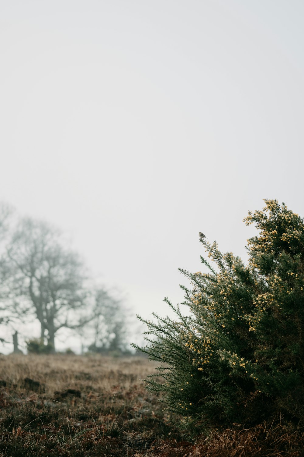 a lone tree in the middle of a field