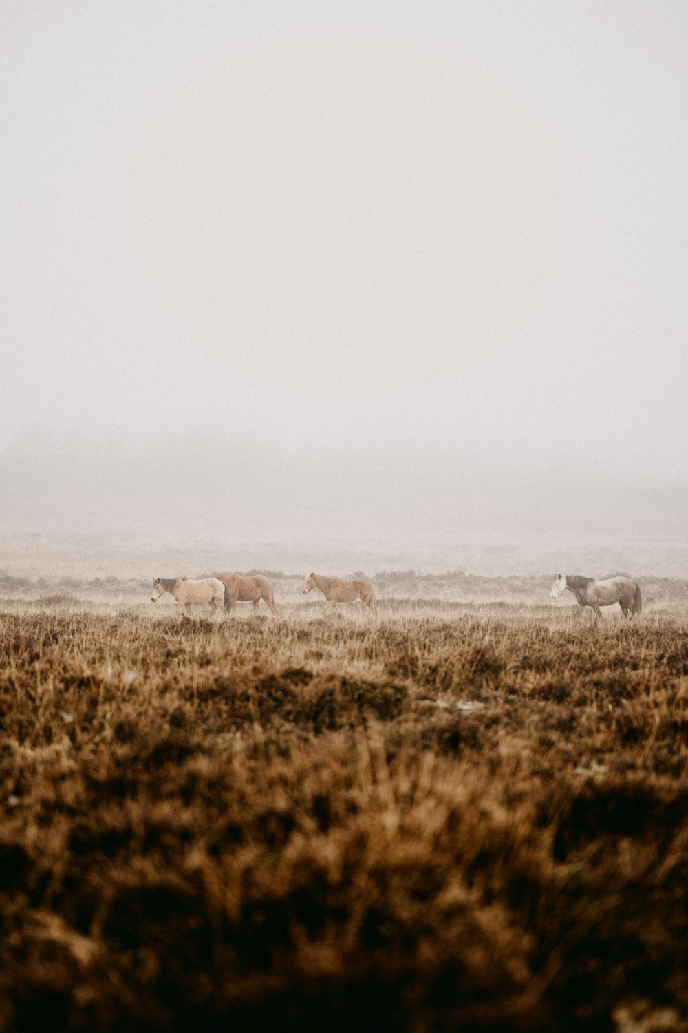 a herd of cattle standing on top of a dry grass field