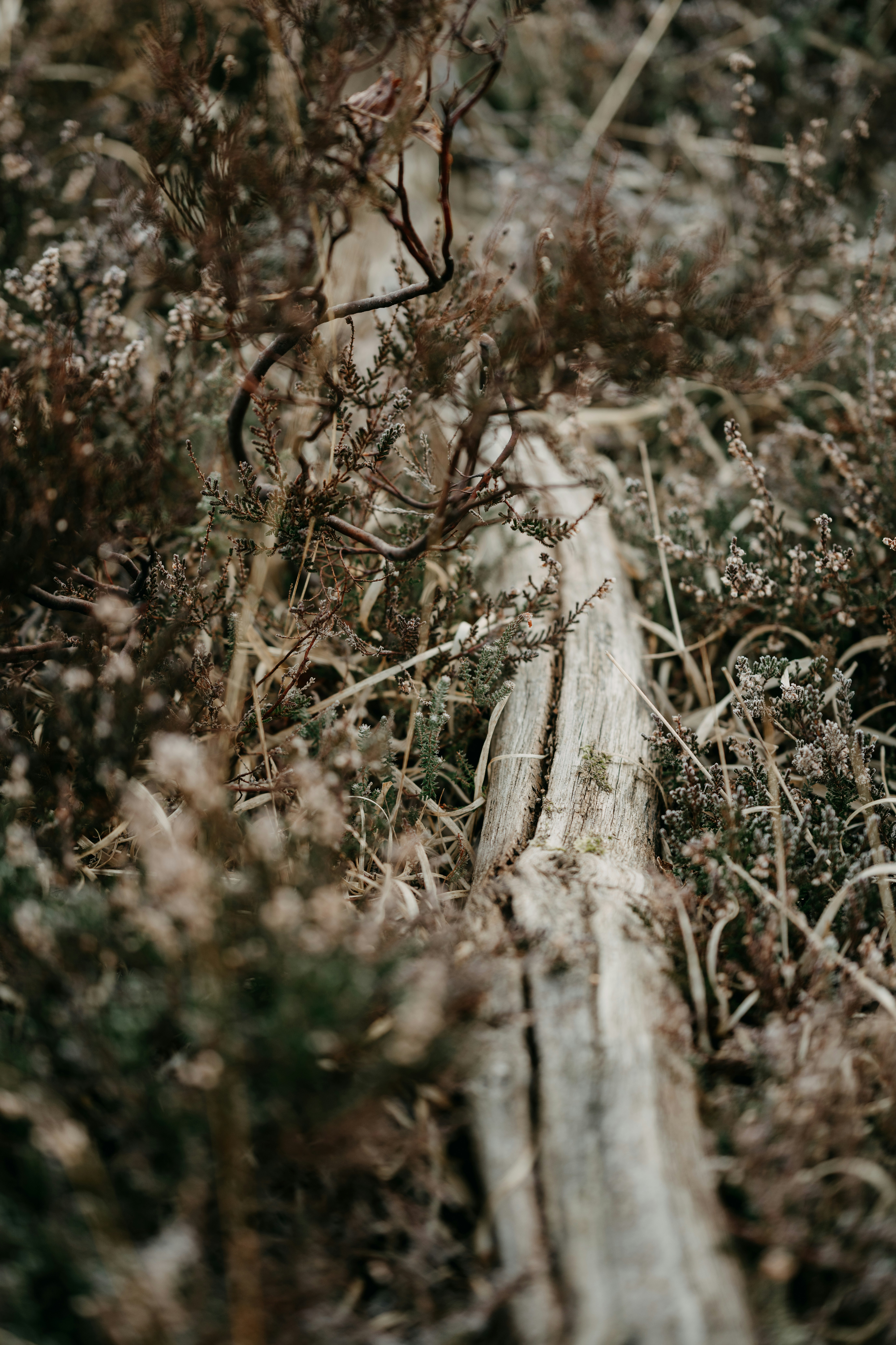 Photo by anniespratt