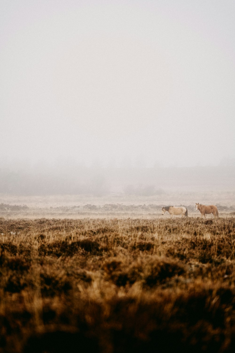 a couple of cows standing on top of a dry grass field