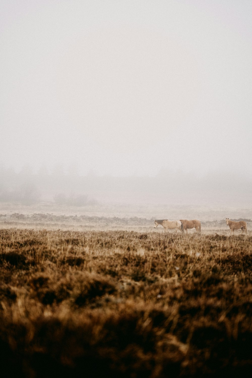 a herd of cattle standing on top of a grass covered field