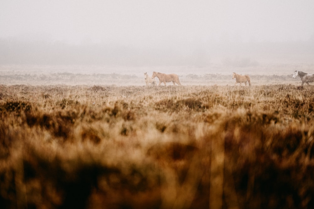 a group of horses walking through a foggy field