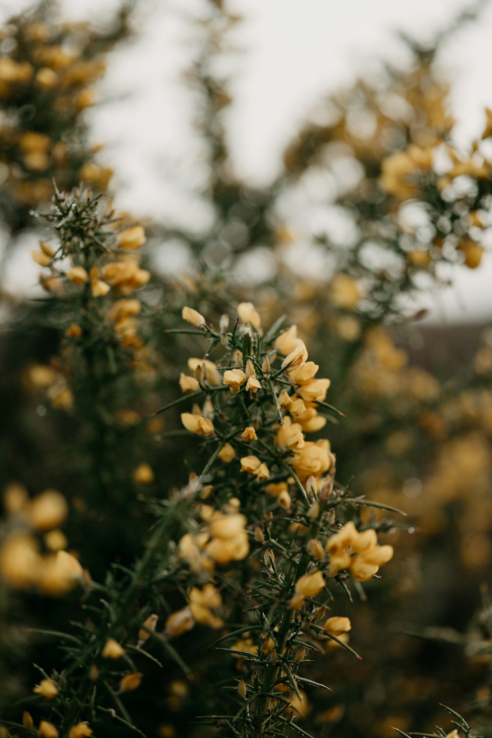 a close up of a plant with yellow flowers