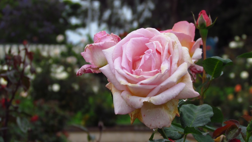 a pink rose is blooming in a garden