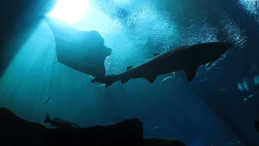 a large shark swimming in a large body of water