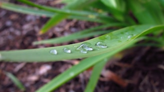Water droplets rest on a long green leaf with a blurred earthy background. The droplets are clear and reflect light, creating a fresh and natural appearance.