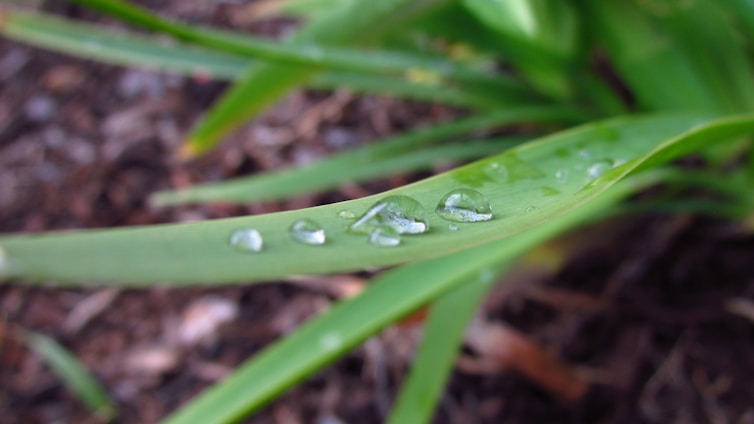Water droplets rest on a long green leaf with a blurred earthy background. The droplets are clear and reflect light, creating a fresh and natural appearance.