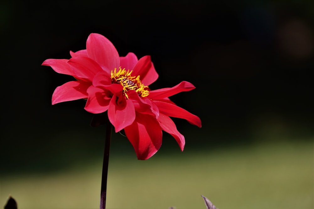 a single red flower with a yellow center