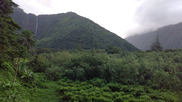 Lush green mountains in Jamaica with mist rolling over a quiet waterfall surrounded by tropical foliage.