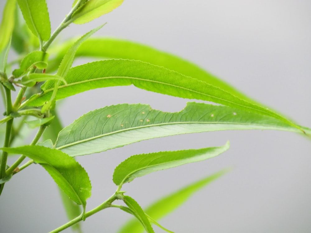 a close up of a green leaf on a tree