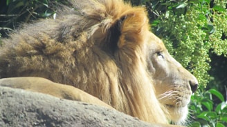 A majestic lion with a full mane is lying on a rock, gazing into the distance. Its fur is a rich golden color and the mane appears thick and slightly wild. The lion is positioned against a backdrop of green foliage, adding a natural and serene atmosphere.