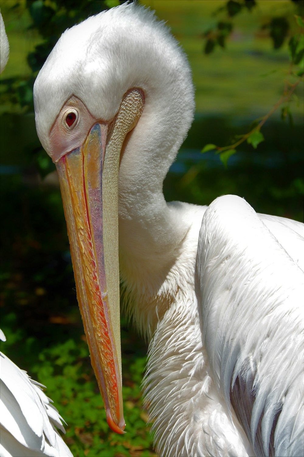 a close up of a bird with a long beak