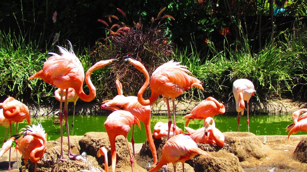 a group of pink flamingos standing around a pond