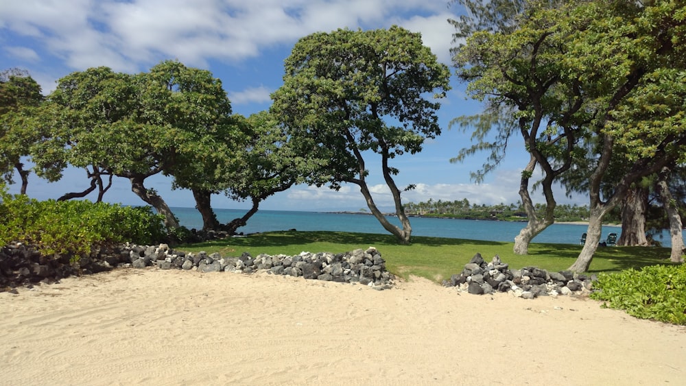 a sandy beach with trees and water in the background