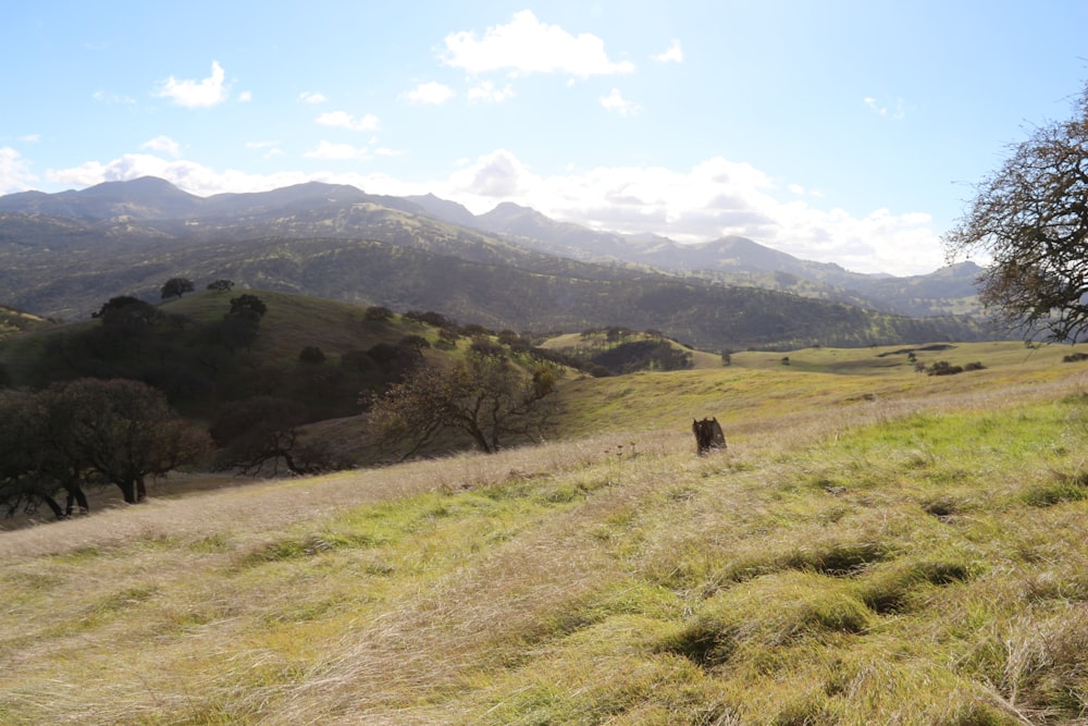 a cow standing in a field with mountains in the background