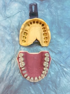 a plastic model of a mouth and a plastic model of a mouth
