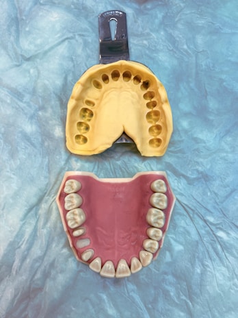 a plastic model of a mouth and a plastic model of a mouth