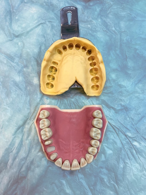 a plastic model of a mouth and a plastic model of a mouth