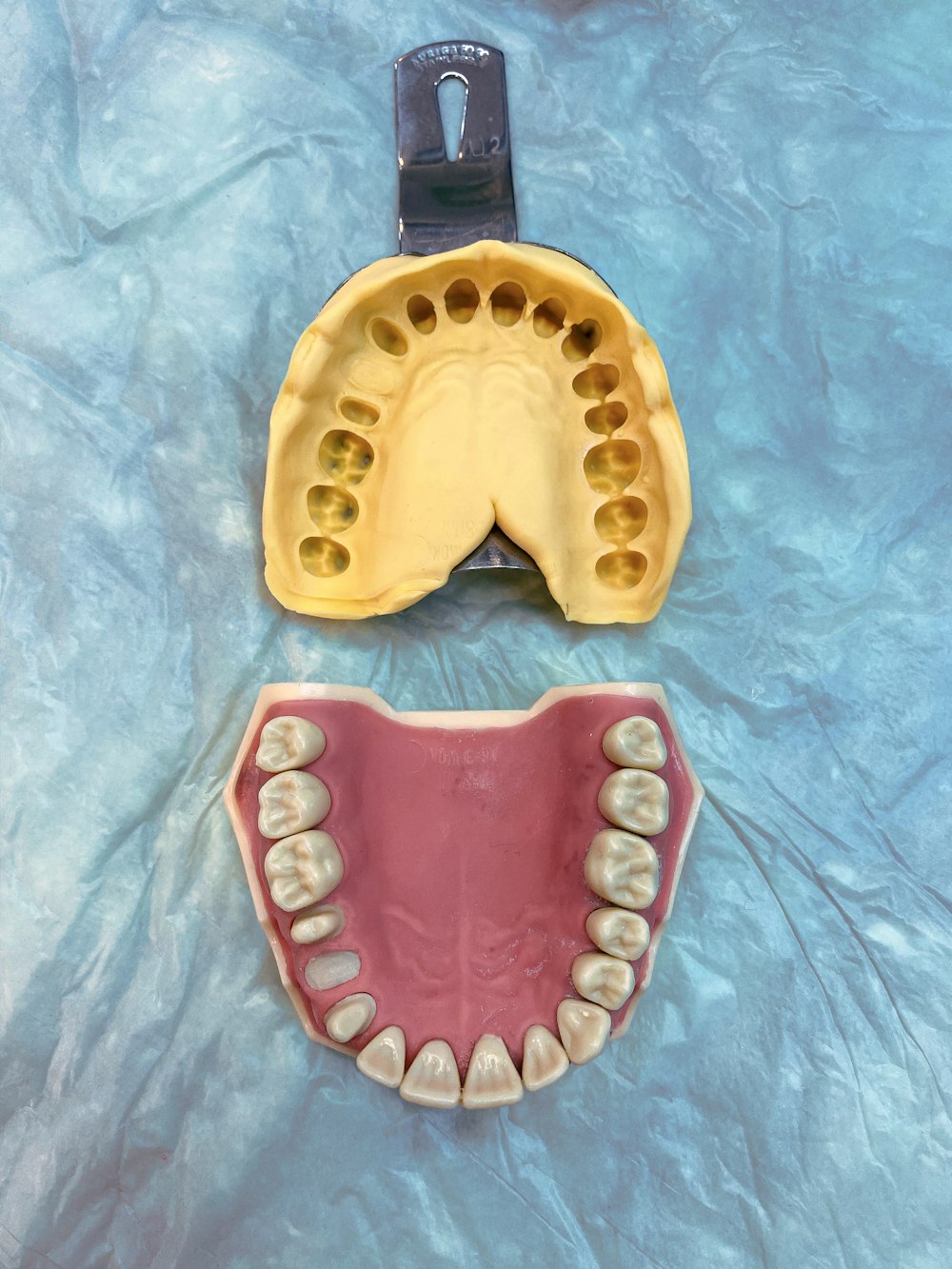 a plastic model of a mouth and a plastic model of a mouth