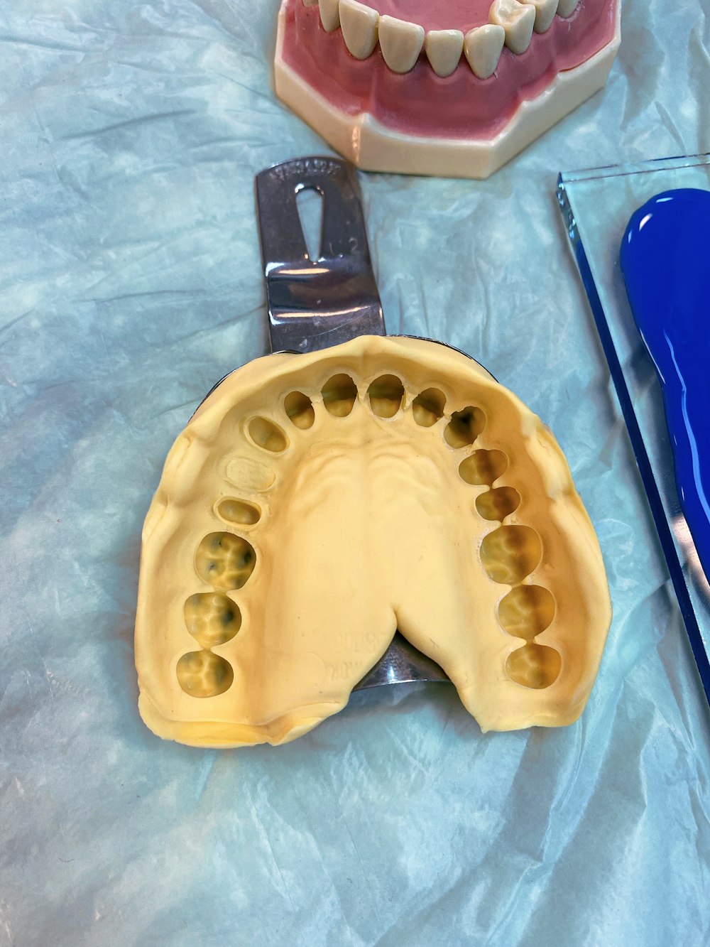 a dental model of a mouth and a dental tool