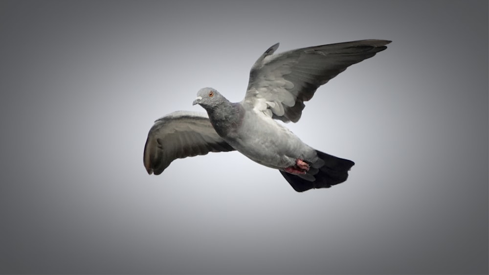 a white and gray bird flying in the sky