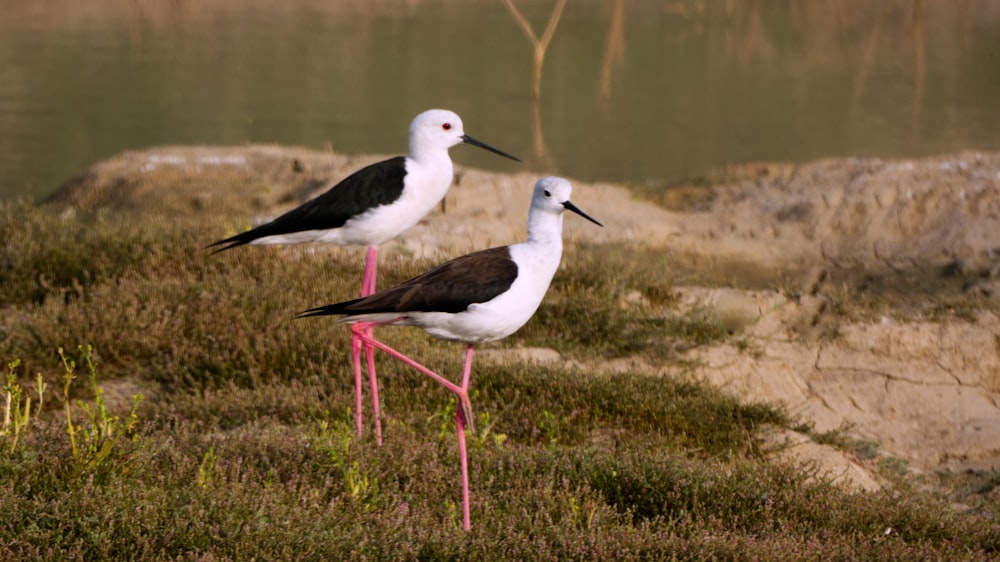 a couple of birds standing on top of a grass covered field