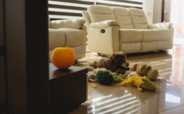 A cozy living room showing a pet area with subtle odor particles being filtered by the air purifier.