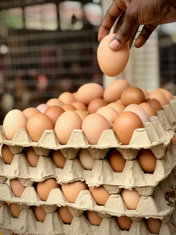 Close-up of hands packing fresh eggs into branded Avicampo boxes in a clean warehouse.
