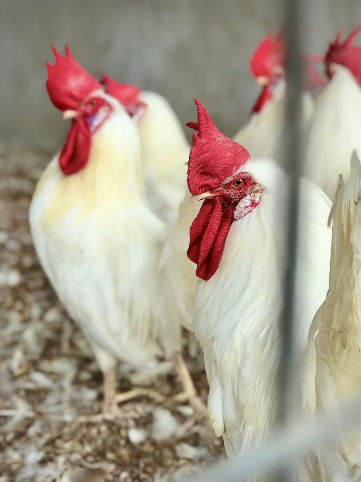 Professional broiler chicken farm facility Osogbo Osun State Nigeria