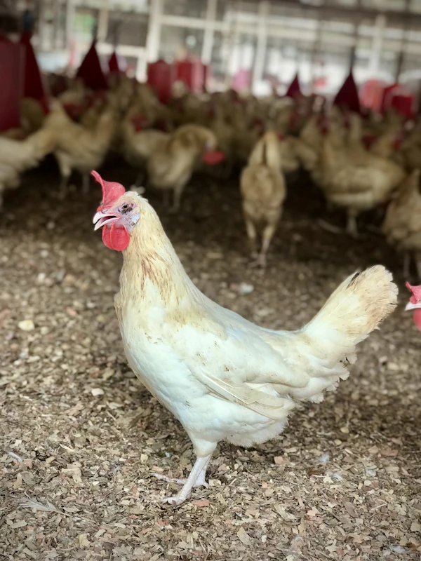 Group of broiler chickens on a commercial farm