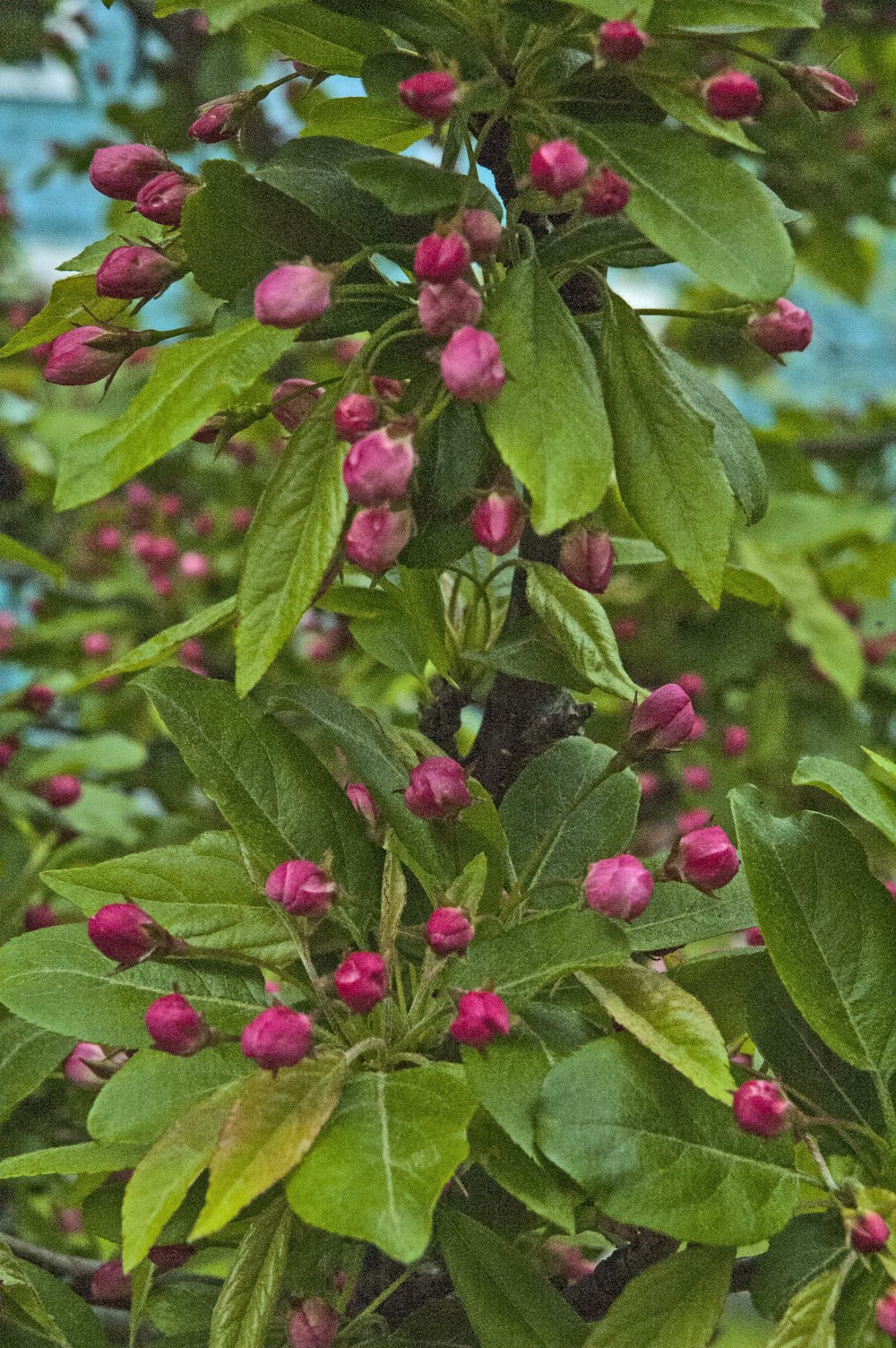 a tree with pink flowers and green leaves