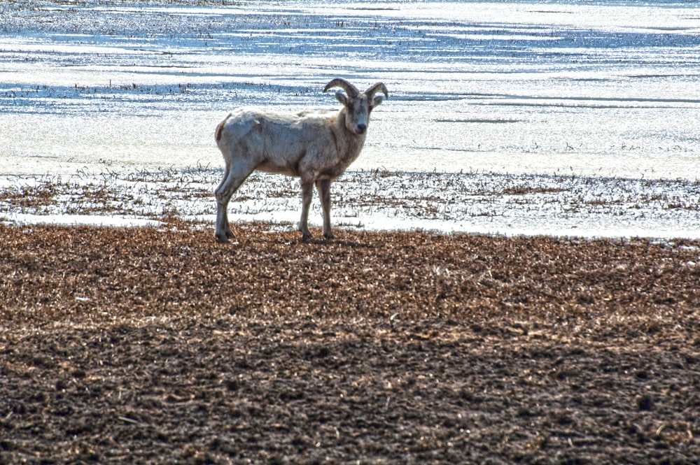 a goat standing on top of a beach next to the ocean