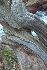 Close-up of a twisted driftwood sculpture with natural textures.