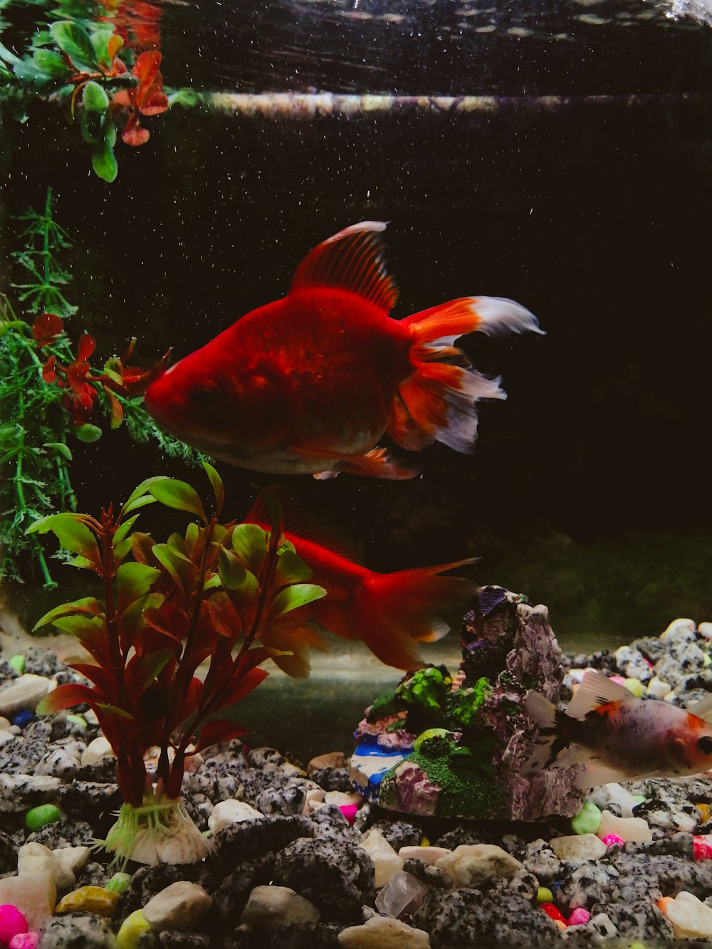 a red fish is swimming in an aquarium