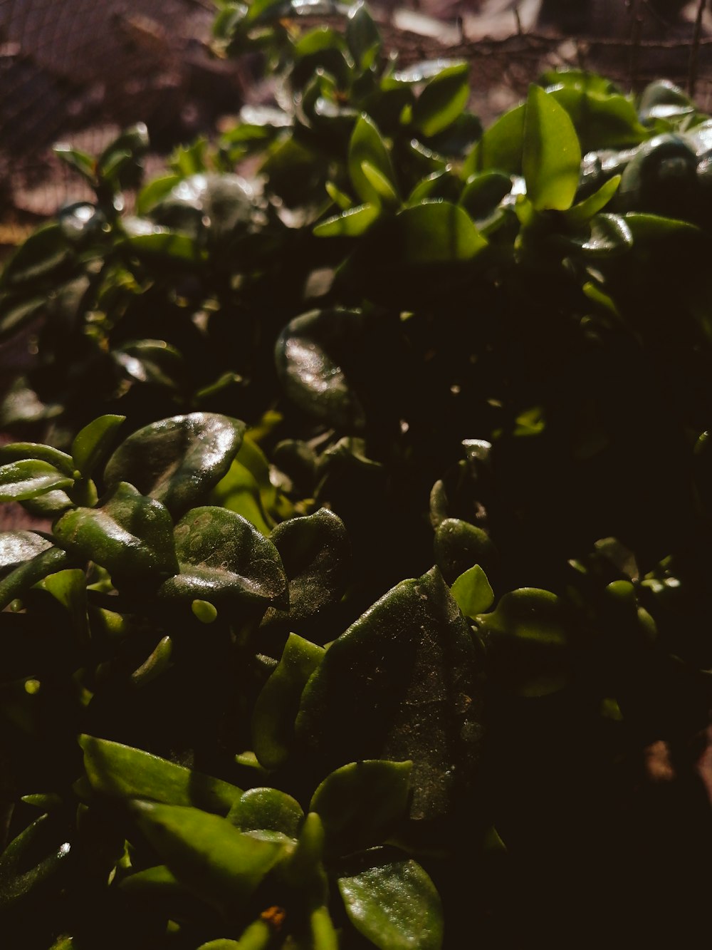 a close up of a bush with green leaves