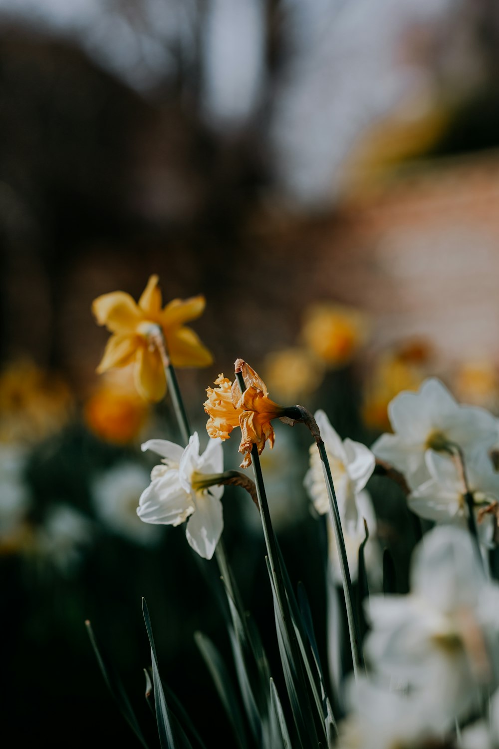 a bunch of flowers that are in the grass