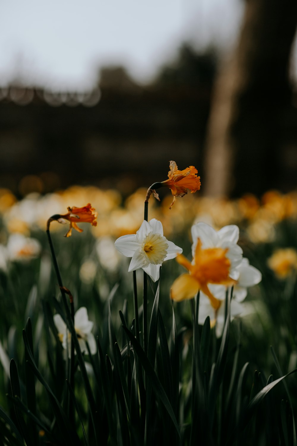 a bunch of flowers that are in the grass