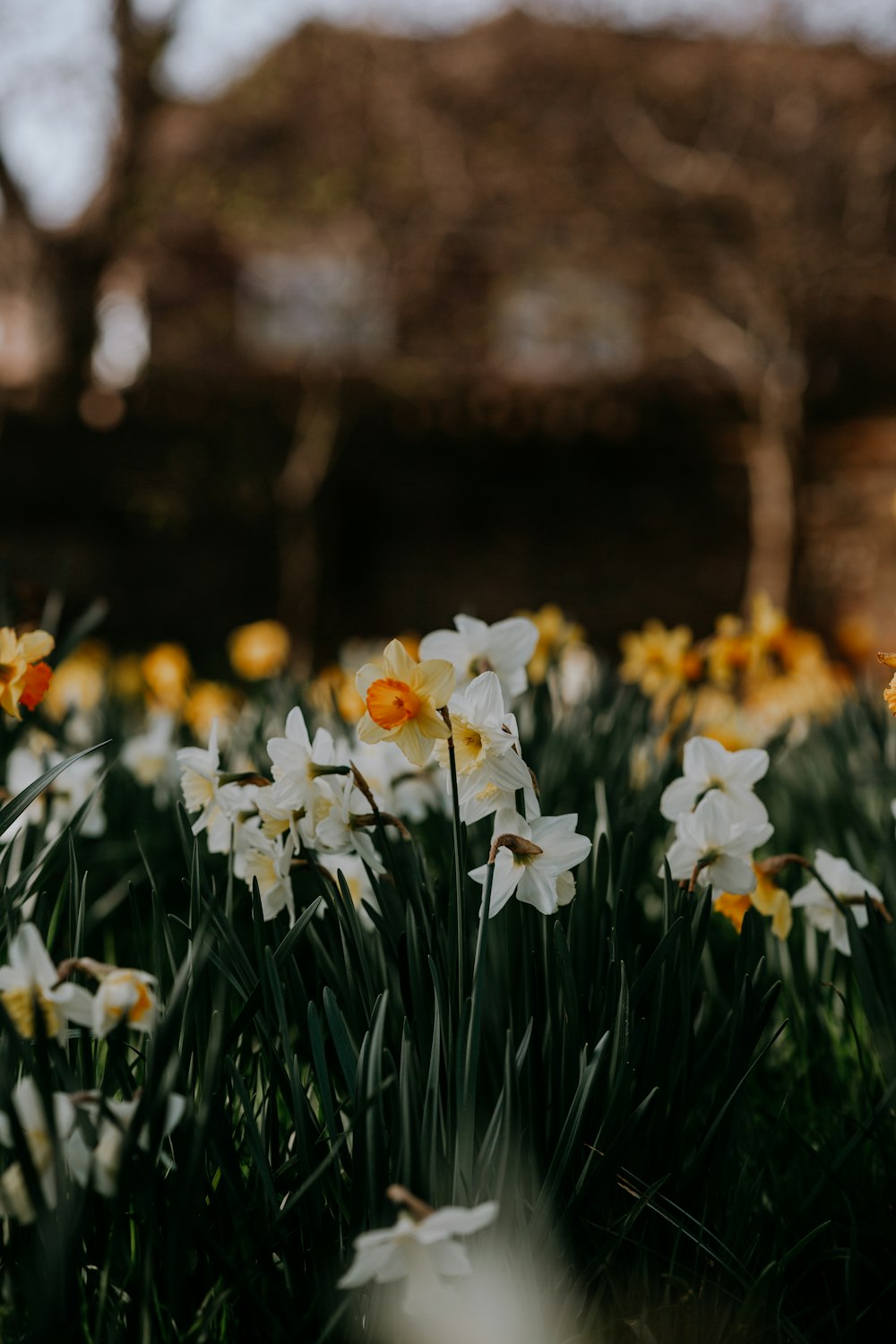 a bunch of flowers that are in the grass