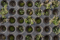 Close-up of a biodegradable mat placed on soil with plants growing around it.