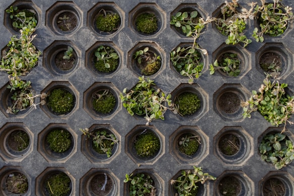 A close-up view of a rubber mat with hexagonal holes, each containing small clusters of green plants and moss. The mat is weathered, with scattered dirt and dried plant remnants visible.