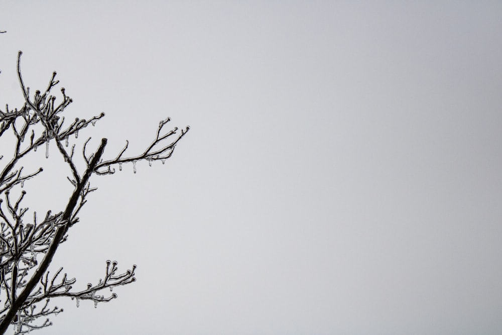 a bird sitting on top of a tree branch