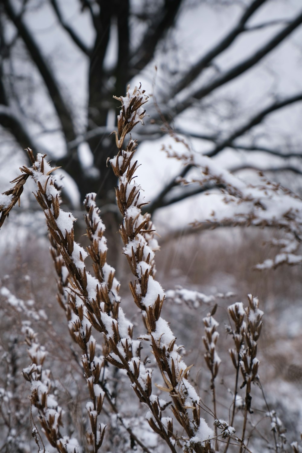 a snow covered tree branch in front of a tree