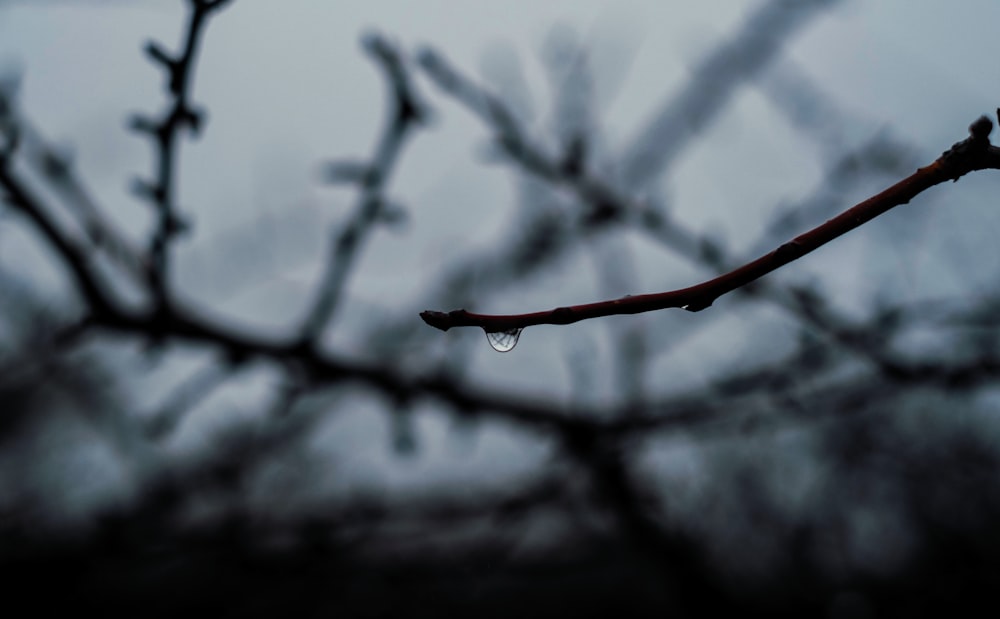 a tree branch with a drop of water on it