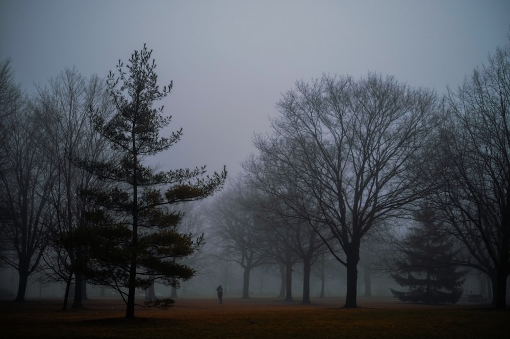 a foggy park with trees and a person walking in the distance