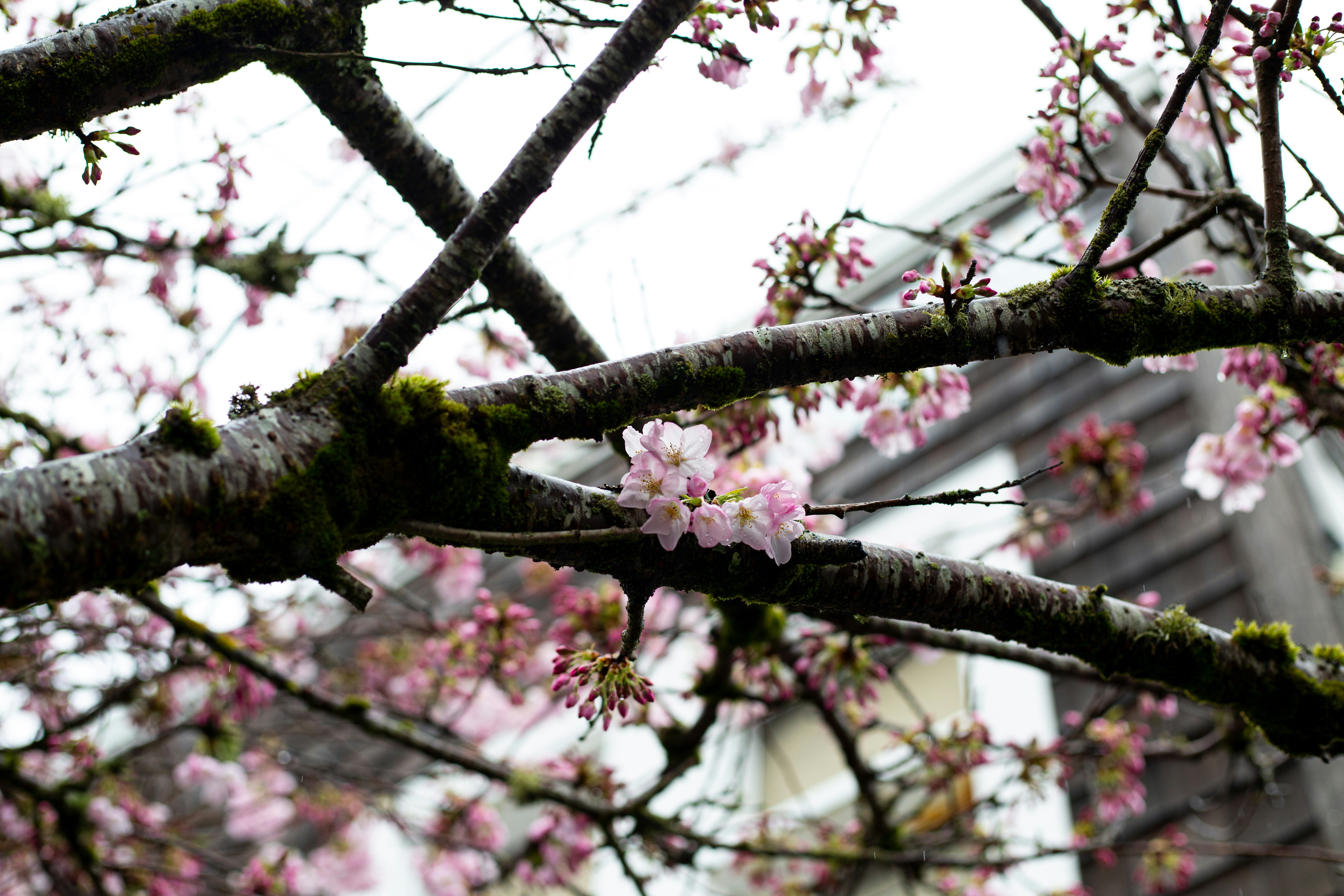 a tree with pink flowers in front of a building