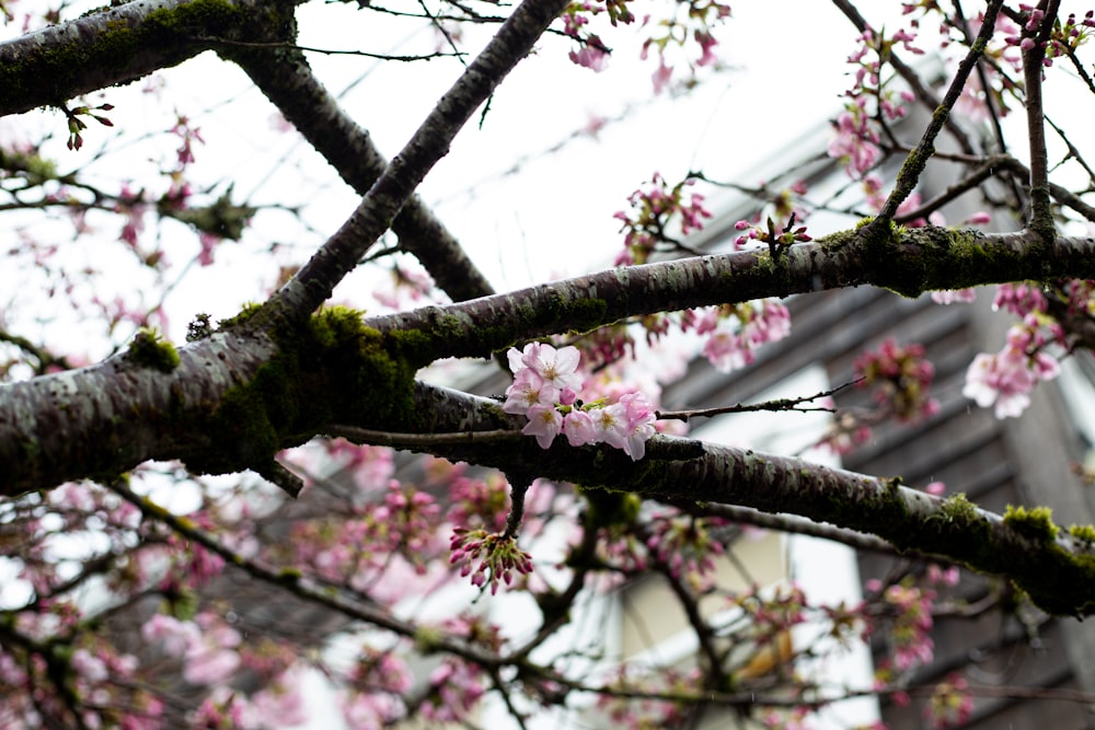 건물 앞에 분홍색 꽃이 핀 나무