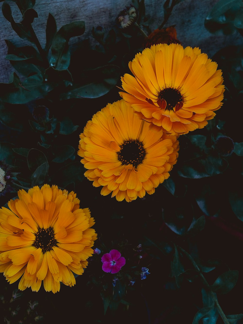 a group of yellow flowers sitting next to each other