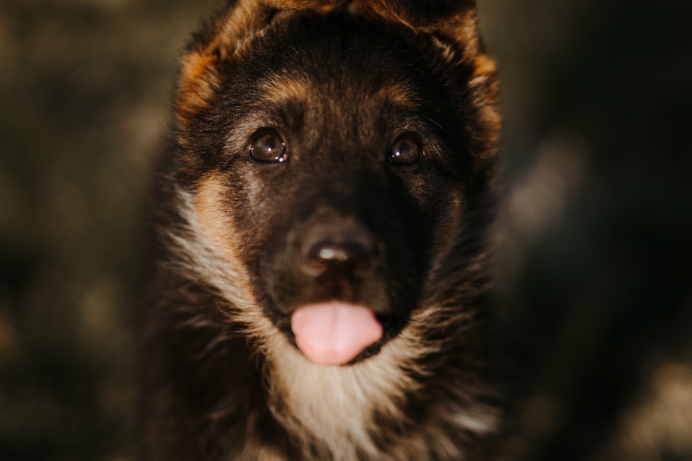 a close up of a dog with its tongue out