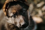 Close-up of a curious Australian Shepherd Doodle puppy with bright eyes.